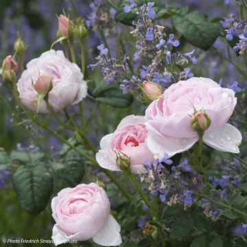 Wilde Duo - Duo aus Rosen und Katzenminze