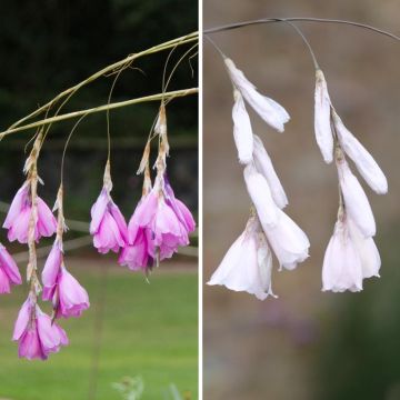 Duo Dieramas in Rosa und Weiß