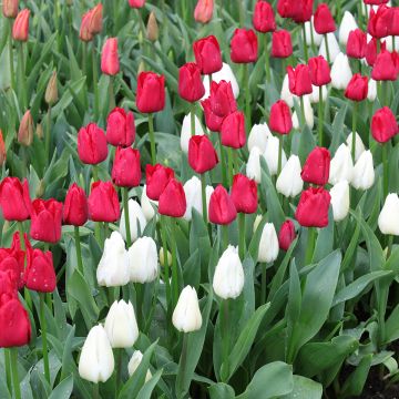 Duo Tulpen Kontrast Rot und Weiß