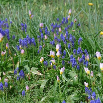 Duo von Blumenzwiebeln zum Einbürgern für die rosa und blaue Sonne