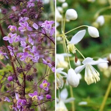 Duo von großen Thalictrums mit einfachen Blüten