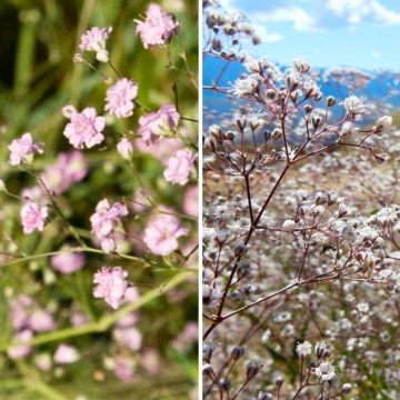 Duo Großblütiges Schleierkraut in Weiß und Rosa