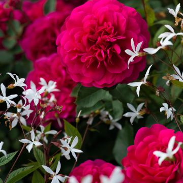 Leichtigkeit Duo - Duo aus Rose und Silber-Weide