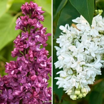 Duo Lilien mit doppelten Blüten