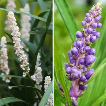 Duo Liriope in Weiß und Blau