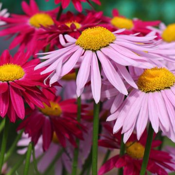 Günstiges Pyrethrum-Duo