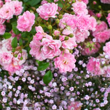 Duo Zärtlichkeit - Duo aus Rosen und rosa Großblütigem Schleierkraut