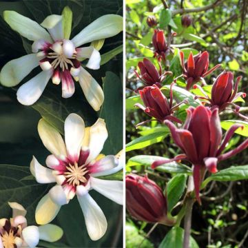 Duo Calycanthus - Himalaya-Windröschen Bäume