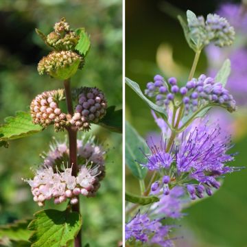 Duo von Caryopteris in Rosa und Blau