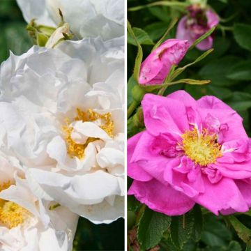 Duo Rosen für Hagebuttenmarmelade