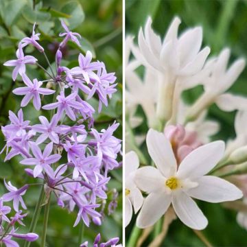 Duo Tulbaghias"

"Duo Tulbaghias" ist eine Kombination aus zwei Sorten der Gattung Tulbaghia, die perfekt zusammenpassen und eine wunderschöne Ergänzung für Ihren Garten sind. 

Die erste Sorte ist Tulbaghia violacea, auch bekannt als "Lila Knoblauch" ode