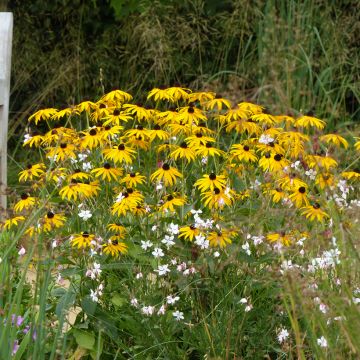 Stauden-Duo in Gelb und Weiß für den Spätsommer