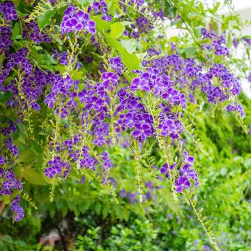 Duranta repens - Himmelsblüte