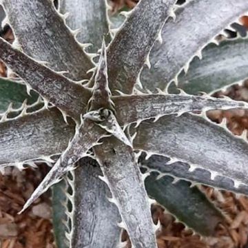 Dyckia Pale Rider