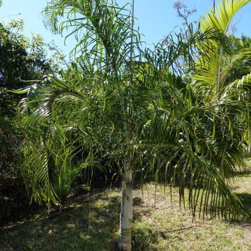 Dypsis plumosa