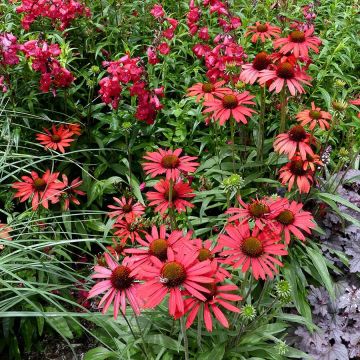 Echinacea purpurea Prima Ruby - Sonnenhut