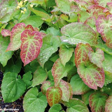 Epimedium perralchicum - Elfenblume