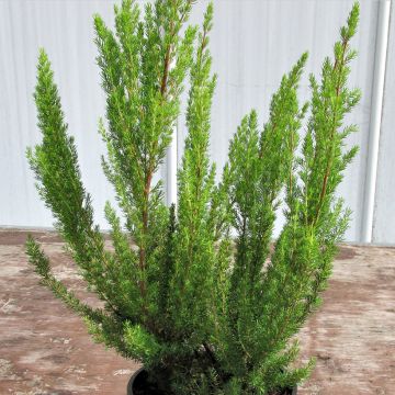 Erica arborea Alpina - Bruyère arborescente