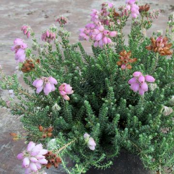 Bruyère des marais - Erica tetralix Tina