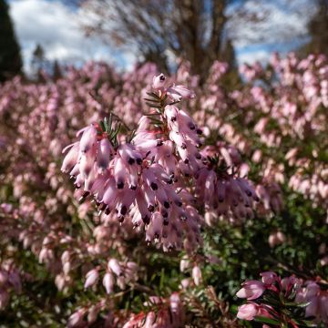 Schnee-Heide Pink Spangles - Erica carnea