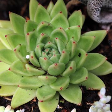 Echeveria agavoides - Echeverie