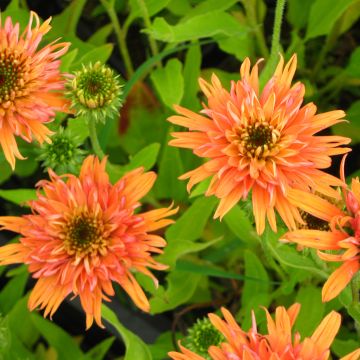 Echinacea Colourburst Orange - Echinacée