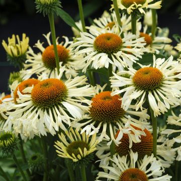 Echinacea purpurea Ferris Wheels - Sonnenhut