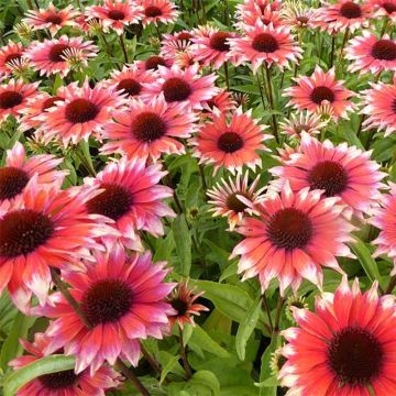 Echinacea Supreme Flamingo - Scheinsonnenhut