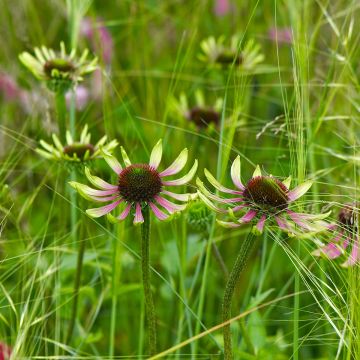 Echinacea purpurea Green Envy - Sonnenhut