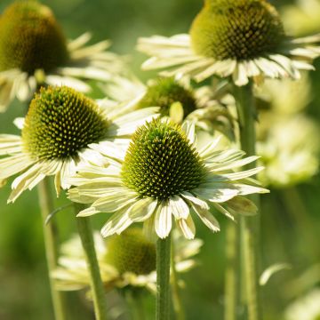 Echinacea purpurea Green Jewel - Sonnenhut