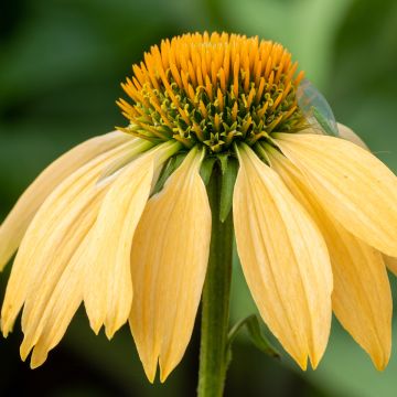 Echinacea purpurea Harvest Moon - Sonnenhut