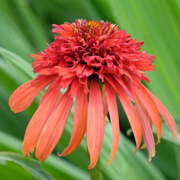 Echinacea purpurea Hot Papaya - Sonnenhut