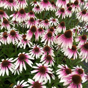 Echinacea JS Engeltje Pretty Parasols - Scheinsonnenhut