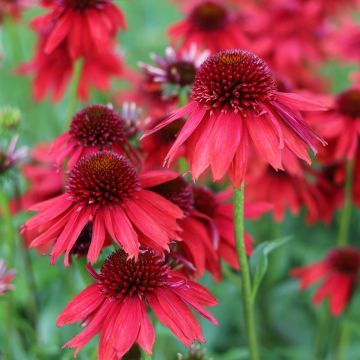 Echinacea purpurea Lakota Red - Sonnenhut