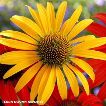 Echinacea purpurea Mac 'n' Cheese - Sonnenhut