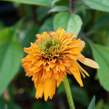 Echinacea purpurea Marmalade - Sonnenhut