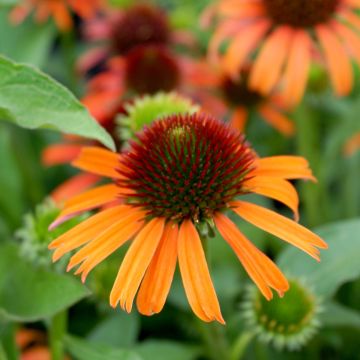 Echinacea Orange Skipper - Echinacée