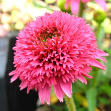 Echinacea Piccolino - Echinacée