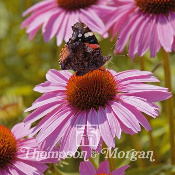 Graines d'Echinacea Pink Parasol -  Rudbeckia pourpre 