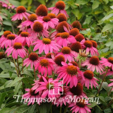 Echinacea purpurea Pow Wow Wild Berry (Samen) - Sonnenhut