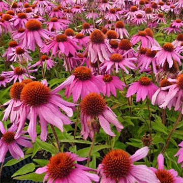 Echinacea Red Knee High - Echinacée