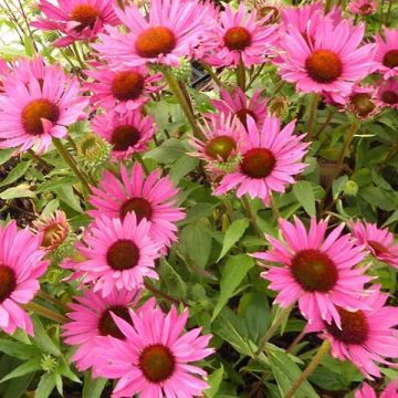 Echinacea Robin Hood - Scheinsonnenhut