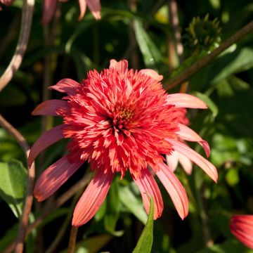 Echinacea Secret Passion - Echinacée