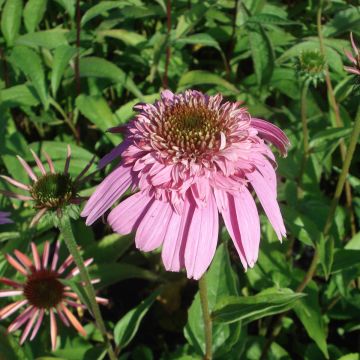 Echinacea purpurea Secret Romance - Sonnenhut