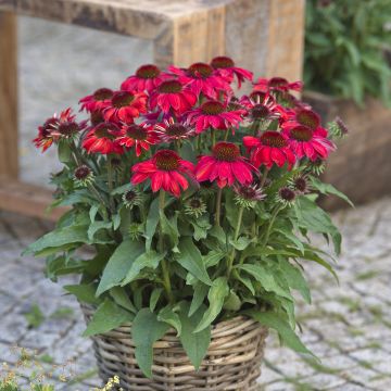 Echinacea purpurea Sun Magic Vintage Ruby - Sonnenhut