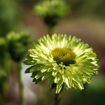 Echinacea purpurea SunSeekers Apple Green - Sonnenhut