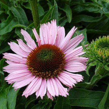 Echinacea purpurea SunSeekers Salmon - Sonnenhut