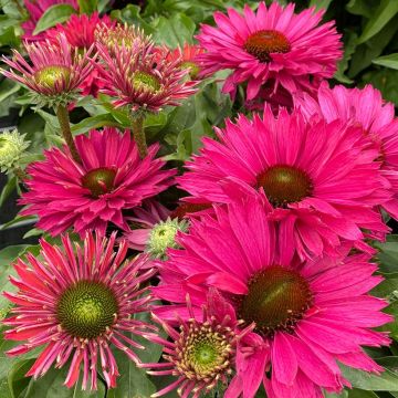 Echinacea purpurea SunSeekers Sweet Fuchsia - Sonnenhut