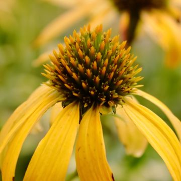 Echinacea Sunny Meadow Mama - Scheinsonnenhut