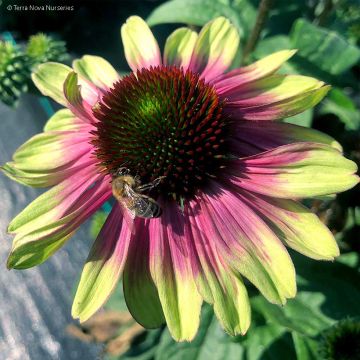 Echinacea Sweet Sandia - Scheinsonnenhut